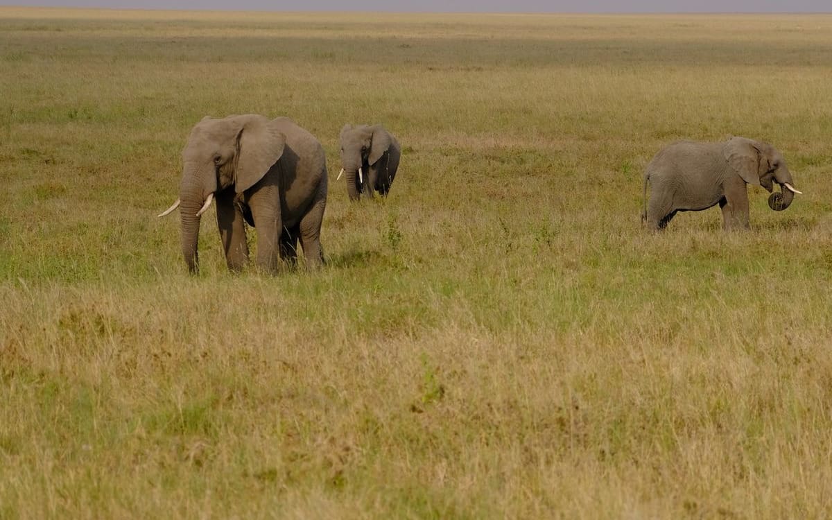 Explore — Arusha Living